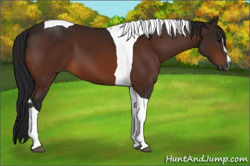 Horse Color:Gray Bay Sabino Tobiano 