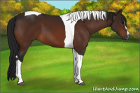 Horse Color:Gray Bay Sabino Tobiano 