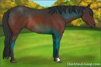 Horse Color:Brown Rabicano 