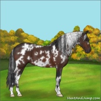 Horse Color:White Spotted Brown 