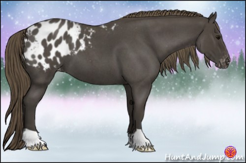 Horse Color:Smoky Blue Roan Appaloosa 