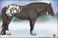 Horse Color:Smoky Blue Roan Appaloosa