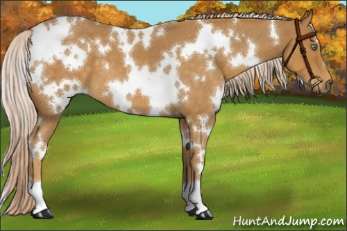 Horse Color:White Spotted Palomino Roan