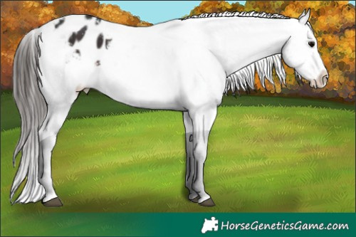 Horse Color:White Spotted Brown Appaloosa 