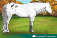 Horse Color:White Spotted Brown Appaloosa 