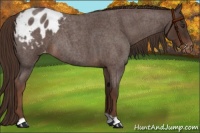 Horse Color:Liver Red Roan Appaloosa 