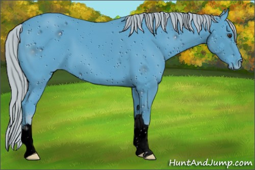 Horse Color:ERROR: UNKNOWN ANOMALY