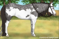 Horse Color:Liver Chestnut Ice Splash Frame 