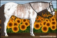 Horse Color:Brown Ice Splash Appaloosa Rabicano 