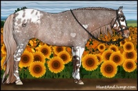 Horse Color:Liver Red Roan Splash Appaloosa Rabicano 