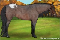 Horse Color:Brown Roan Varnish