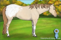 Horse Color:Red Dun Tobiano Appaloosa 