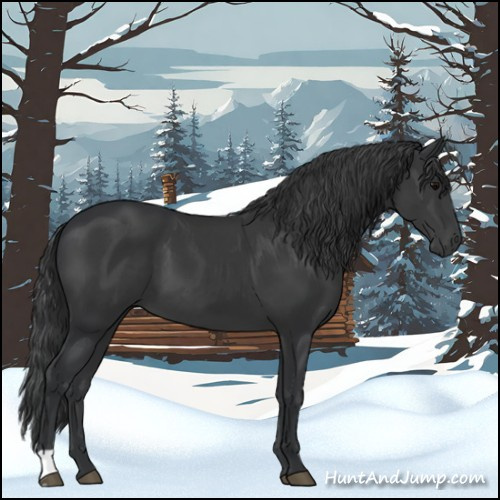 Horse Color:Black 