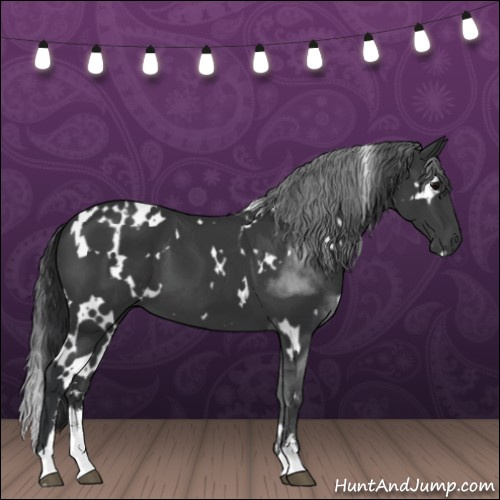 Horse Color:White Spotted Black Sabino