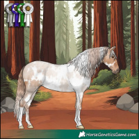 Horse Color:White Spotted Red Dun