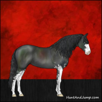 Horse Color:Black Sabino