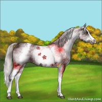 Horse Color:White Spotted Silver Brown Splash 