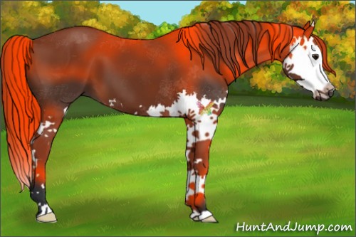 Horse Color:Brown Splash 