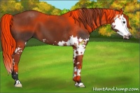 Horse Color:Brown Splash