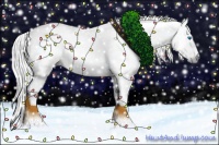 Horse Color:Gray White Spotted Palomino Splash
