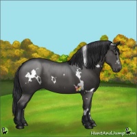 Horse Color:White Spotted Black