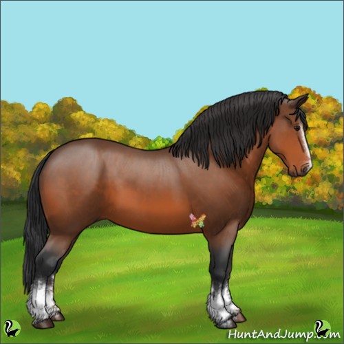 Horse Color:White Spotted Bay