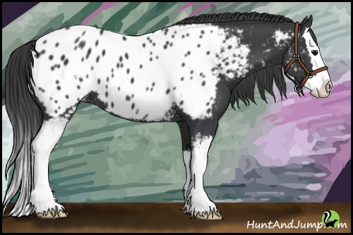 Horse Color:White Spotted Black Sabino Splash Appaloosa 
