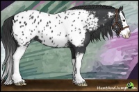 Horse Color:White Spotted Black Sabino Splash Appaloosa 