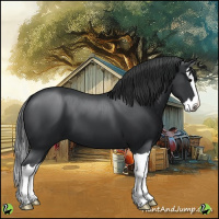 Horse Color:Black Splash