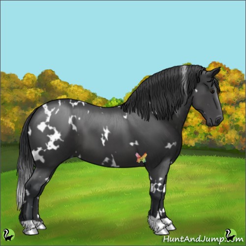 Horse Color:White Spotted Black 