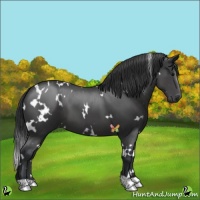 Horse Color:White Spotted Black 