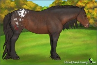 Horse Color:Liver Chestnut Appaloosa 