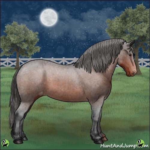 Horse Color:Brown Appaloosa