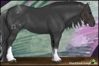 Horse Color:White Spotted Black