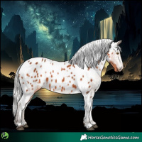 Horse Color:Silver Brown Appaloosa