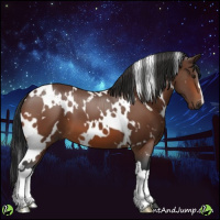 Horse Color:White Spotted Bay 