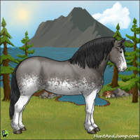 Horse Color:White Spotted Grullo
