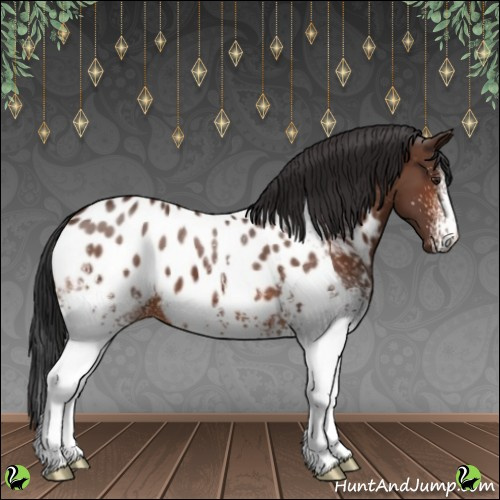 Horse Color:White Spotted Brown Appaloosa