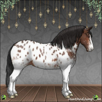 Horse Color:White Spotted Brown Appaloosa 