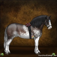 Horse Color:White Spotted Brown Splash 