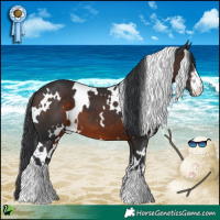 Horse Color:White Spotted Brown 