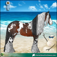 Horse Color:White Spotted Brown 