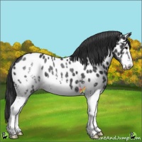 Horse Color:White Spotted Black Appaloosa