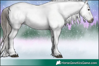 Horse Color:Gray Black Sabino Tobiano Appaloosa 