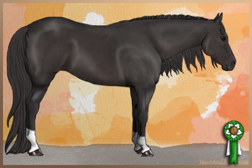 Horse Color:Smoky Black