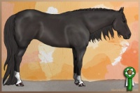 Horse Color:Smoky Black