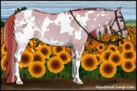 Horse Color:Watercolor White Spotted Liver Red Dun Appaloosa 