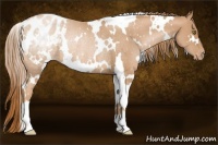 Horse Color:White Spotted Chestnut Pearl Appaloosa Rabicano 