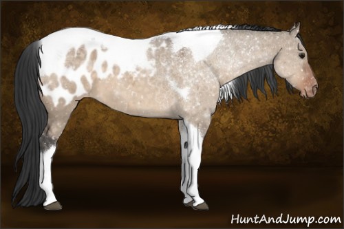 Horse Color:Brown Dun Tobiano Appaloosa 