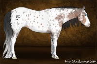 Horse Color:Bay Ice Splash Near Leopard 